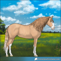 Horse Color:Gold Champagne Splash 