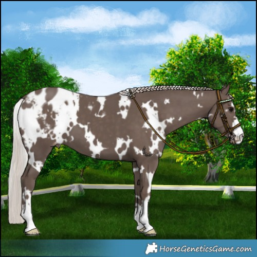 Horse Color:White Spotted Silver Black Appaloosa 