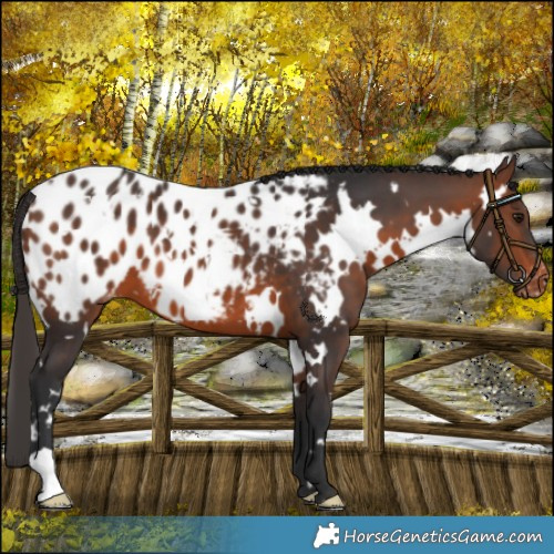 Horse Color:White Spotted Brown Blanket 