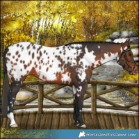 Horse Color:White Spotted Brown Blanket