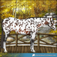Horse Color:Bay Near Leopard