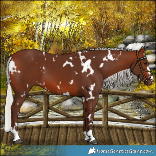 Horse Color:White Spotted Silver Bay 
