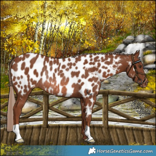 Horse Color:Chestnut Appaloosa Rabicano 