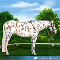 Horse Color:Chocolate Palomino Leopard 
