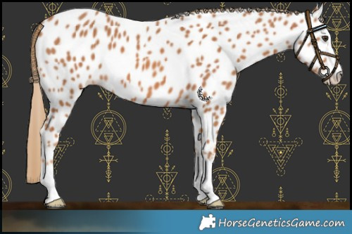 Horse Color:Chestnut Near Leopard 