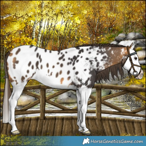 Horse Color:Buckskin Splash Near Leopard