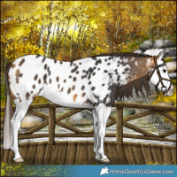 Horse Color:Buckskin Splash Near Leopard 