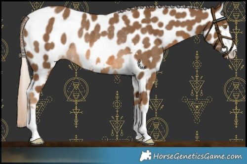 Horse Color:Chocolate Palomino Appaloosa Rabicano 