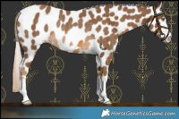 Horse Color:Chocolate Palomino Leopard Rabicano