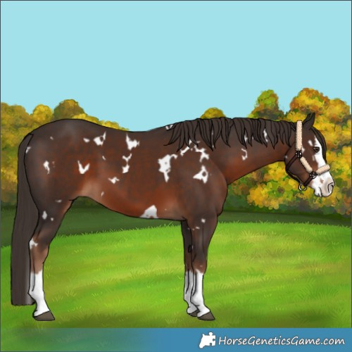 Horse Color:White Spotted Liver Chestnut Splash