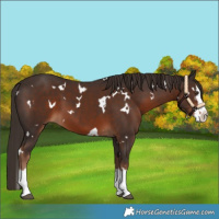 Horse Color:White Spotted Liver Chestnut Splash 