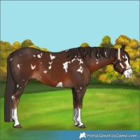 Horse Color:White Spotted Liver Chestnut Splash