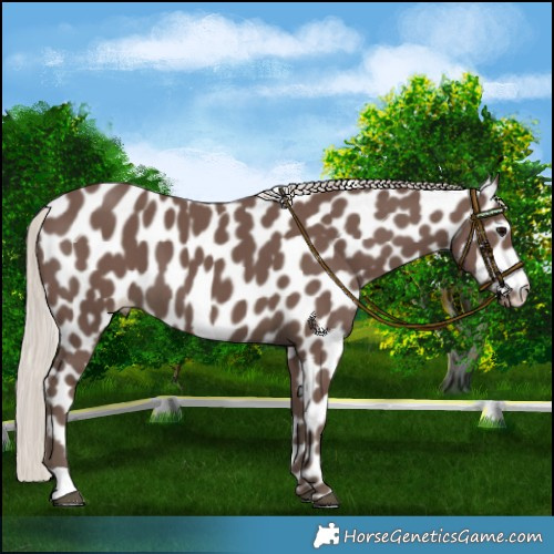 Horse Color:Silver Black Appaloosa 
