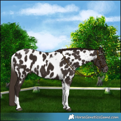 Horse Color:Liver Chestnut Tobiano Near Leopard 