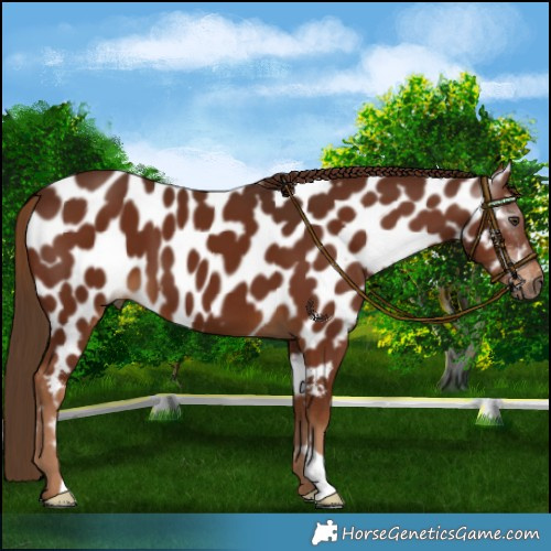 Horse Color:Gray Chestnut Near Leopard 