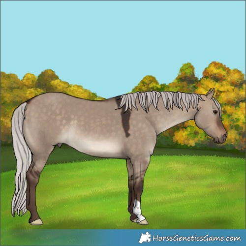 Horse Color:Silver Bay Dun