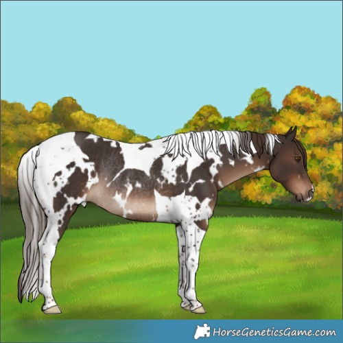 Horse Color:White Spotted Liver Chestnut Tobiano Rabicano 