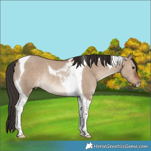 Horse Color:Liver Red Dun Tobiano Rabicano 