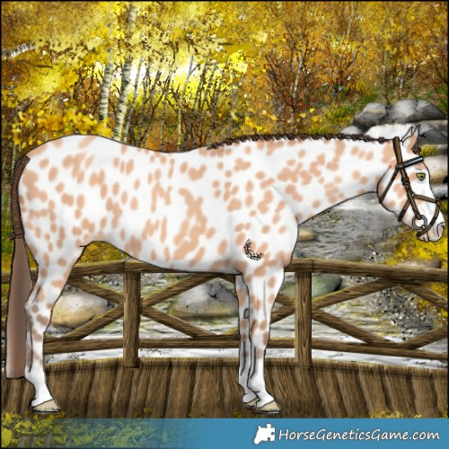 Horse Color:Amber Champagne Appaloosa 