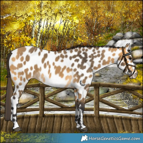 Horse Color:Buckskin Appaloosa 