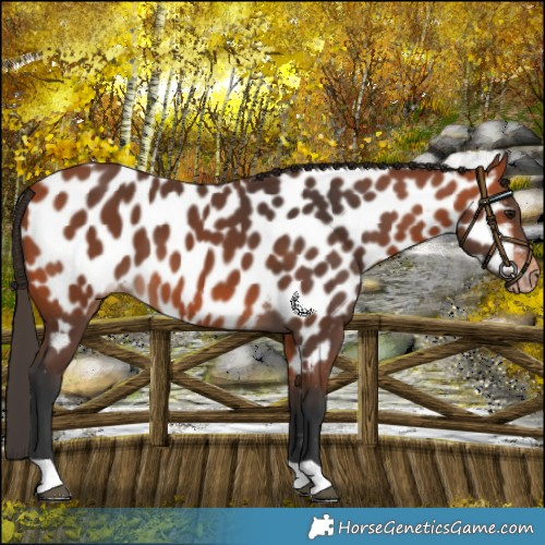 Horse Color:Bay Appaloosa 