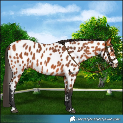 Horse Color:Bay Appaloosa 