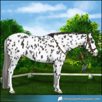 Horse Color:Smoky Black Leopard 