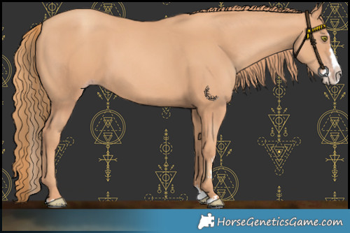 Horse Color:Gold Champagne Splash 
