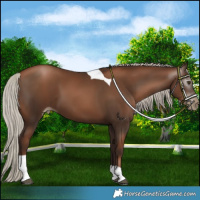 Horse Color:Gray Silver Black Pearl Tobiano
