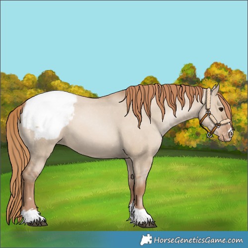 Horse Color:Grullo Pearl Snowcap 