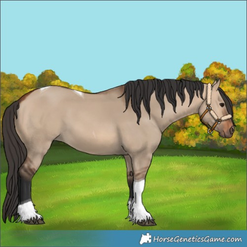 Horse Color:Bay Dun Tobiano