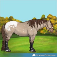 Horse Color:Brown Dun Appaloosa 