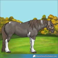 Horse Color:Smoky Grullo Tobiano Appaloosa 