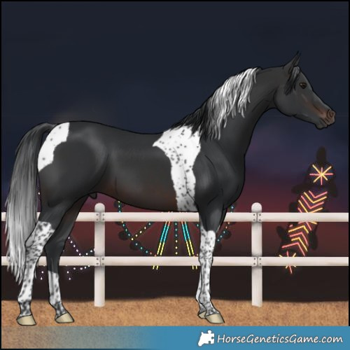Horse Color:Brown Tobiano 
