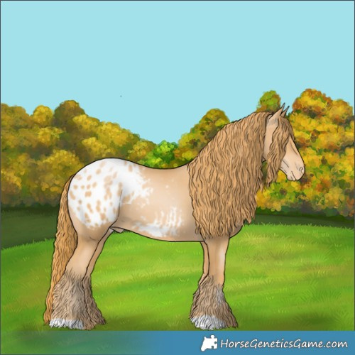 Horse Color:Chestnut Pearl Appaloosa 