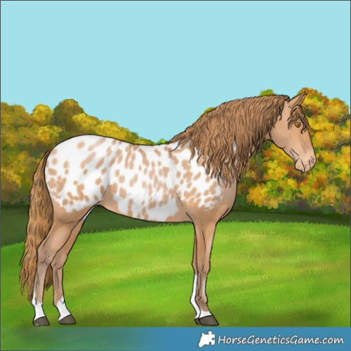 Horse Color:Bay Pearl Tobiano Appaloosa 