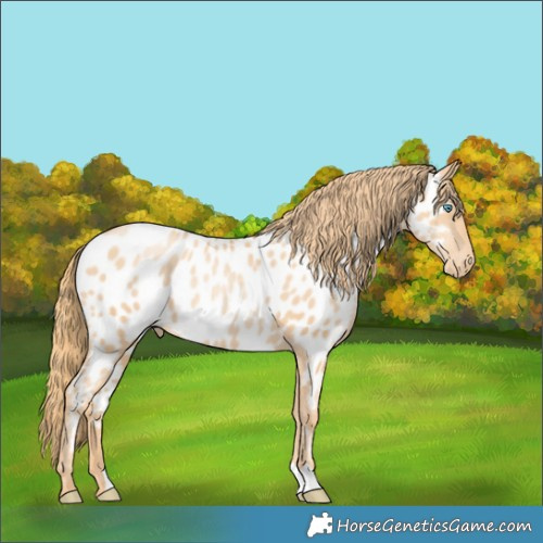 Horse Color:Gold Champagne Pearl Appaloosa 
