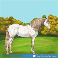 Horse Color:Gold Champagne Pearl Near Leopard 
