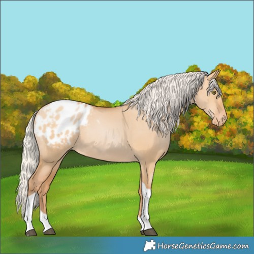 Horse Color:Silver Bay Pearl Dun Tobiano Appaloosa Rabicano 