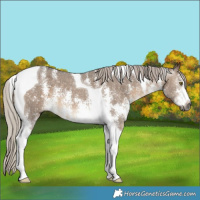 Horse Color:Gray Silver Brown Dun Sabino Tobiano Appaloosa