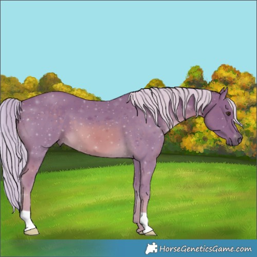 Horse Color:Watercolor Chocolate Palomino
