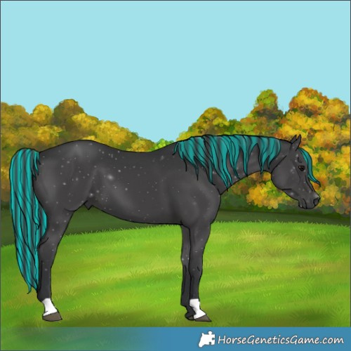 Horse Color:Painted Black