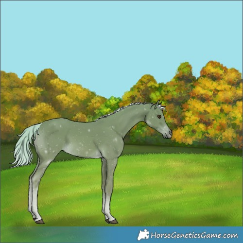 Horse Color:Palomino 