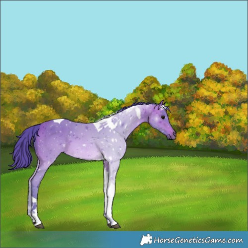 Horse Color:Watercolor Bay Tobiano 