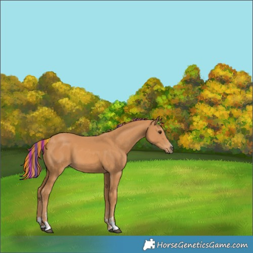 Horse Color:Painted Chestnut