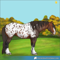 Horse Color:Bay Near Leopard and Bay Near Leopard