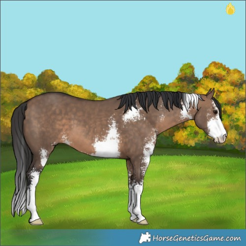 Horse Color:Brown Dun Sabino 