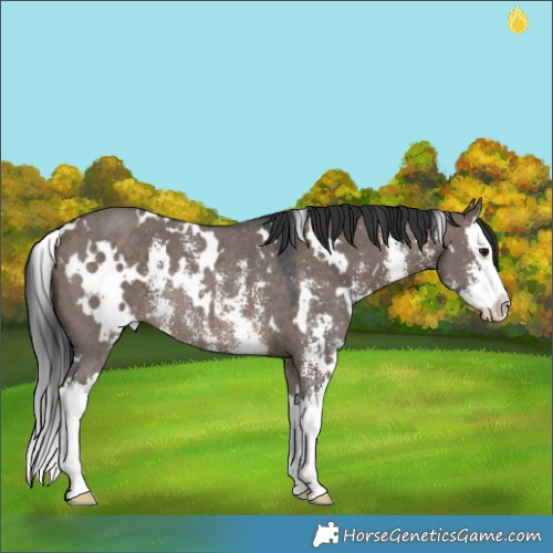 Horse Color:White Spotted Brown Dun Sabino Splash Rabicano 