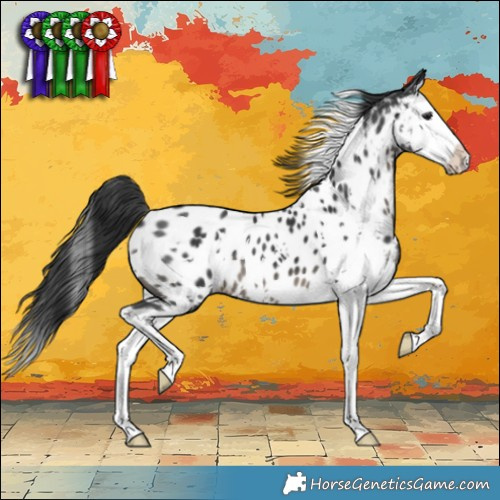 Horse Color:White Spotted Black Splash Appaloosa 