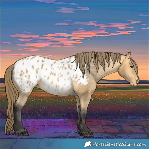 Horse Color:Buckskin Near Leopard 